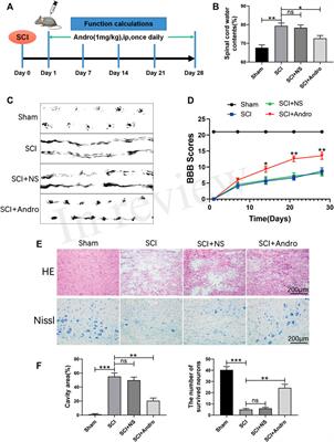 Andrographolide contributes to spinal cord injury repair via inhibition of apoptosis, oxidative stress and inflammation